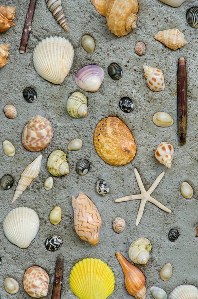 Estrella de mar y conchas para decorar en la pared de cemento —  Fotos de Stock