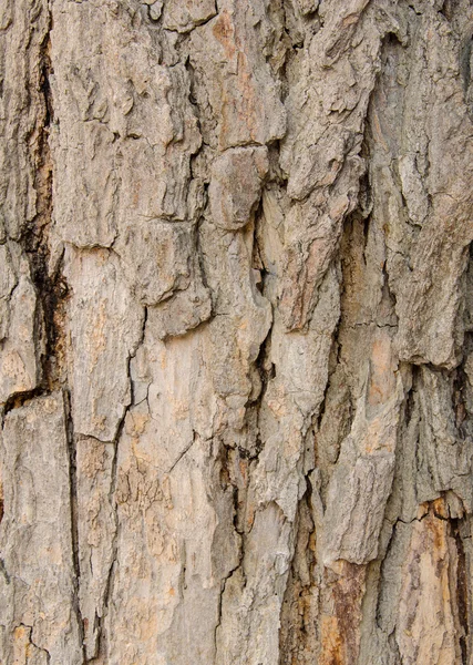 Casca da árvore padrão de textura de fundo — Fotografia de Stock