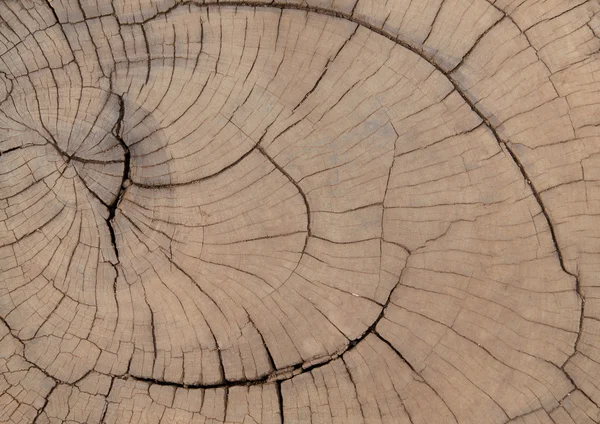 Baumstümpfe und Abholzung von Wäldern — Stockfoto