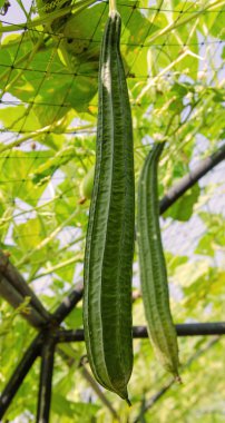 onun ağaç bahçe açılı kabak
