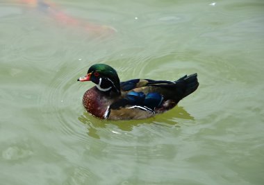 Vahşi ördekler nehirde yüzer