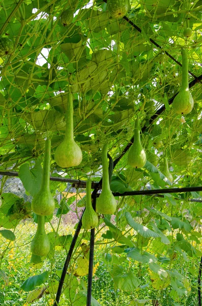 Kalebass på dess träd i trädgården — Stockfoto