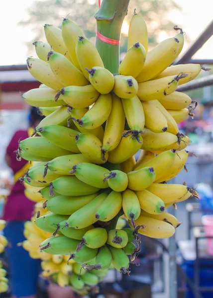 Bunch of fresh green bananas in market — Stock Photo, Image