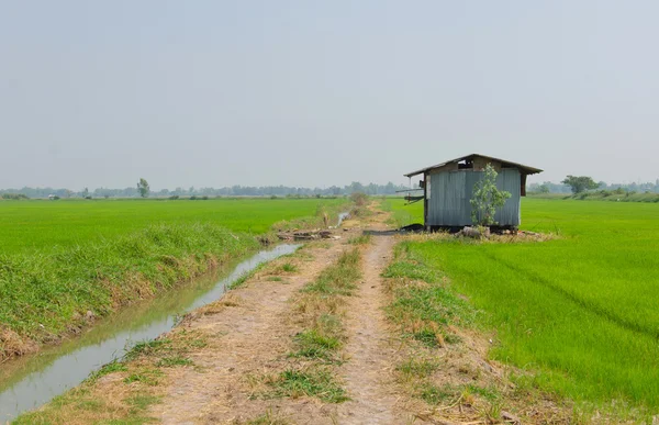 Zinc Cottage in Paddy field — Stock Photo, Image