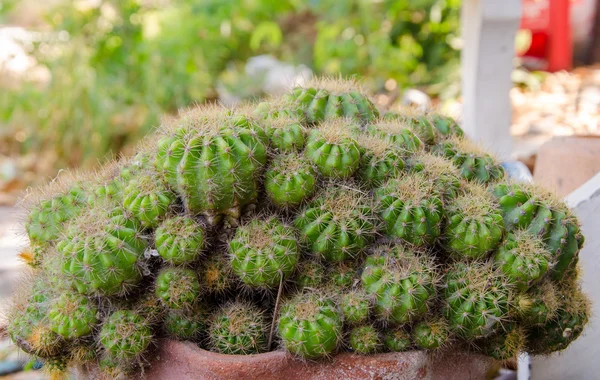 Cactus Plant — Stock Photo, Image