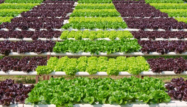 Organic hydroponic vegetable cultivation farm — Stock Photo, Image