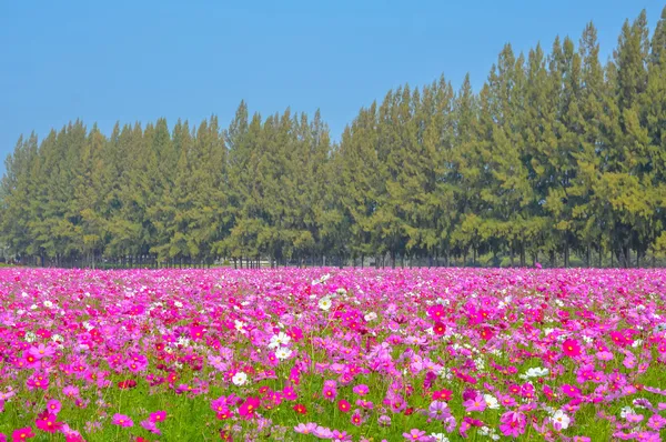 Cosmos renkli çiçek alanı — Stok fotoğraf