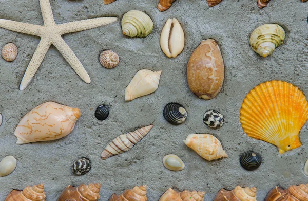 Étoile de mer et coquillages à décorer sur mur de ciment — Photo