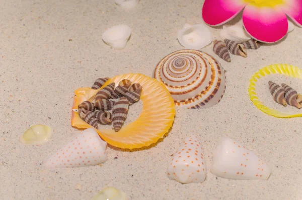 Seashells on white sand — Stock Photo, Image