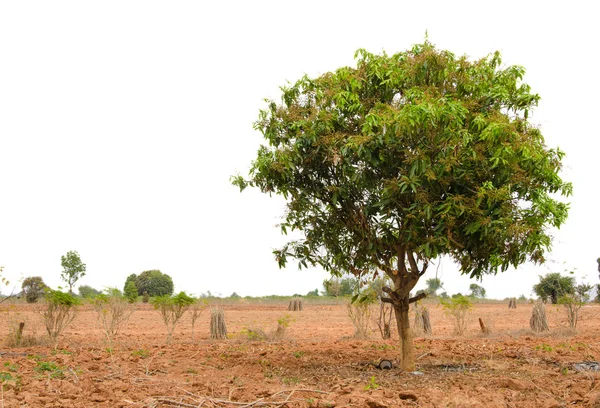 Mango trees isolate on white — Stock Photo, Image