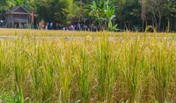 Golden paddy rice field ready for harvest — Stock Photo, Image