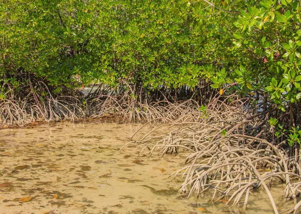 Mangrovenbäume und Wurzeln am Strand — Stockfoto