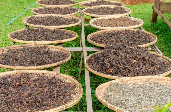 Blanco negro orgánico del proceso seco del té después de recogido — Foto de Stock