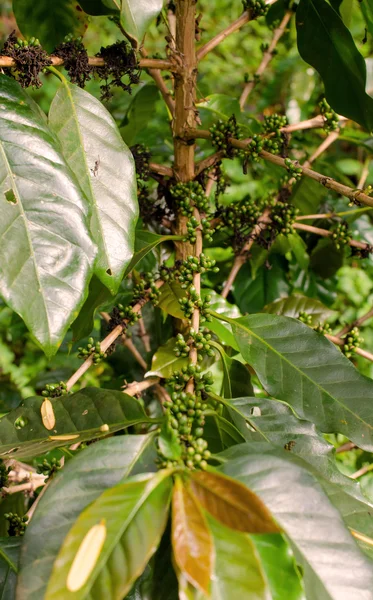 Arabica, Robusta árvore em plantação de café no laos — Fotografia de Stock