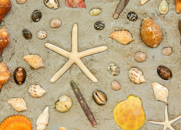 Starfish e conchas para decorar na parede de cimento — Fotografia de Stock