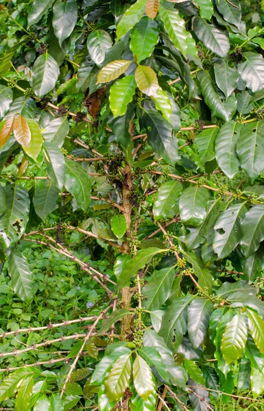 Arabica, robusta träd i kaffeplantagen i laos — Stockfoto