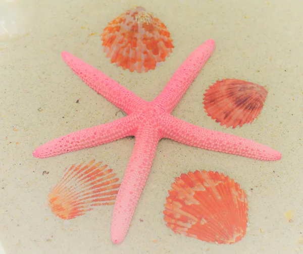 Starfish and seashells on white sand — Stock Photo, Image