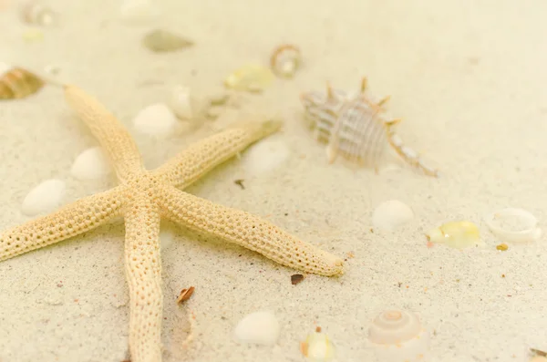 Estrelas do mar e conchas na areia branca — Fotografia de Stock