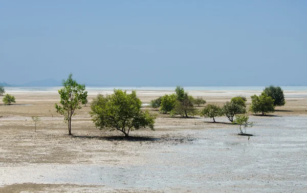 Mangroves et racines sur la plage . — Photo