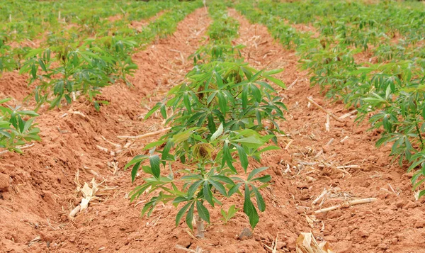 Row of cassava tree in field. — Stock Photo, Image