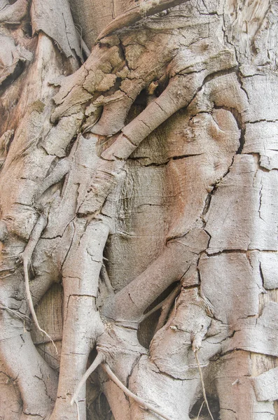 Struttura delle radici dell'albero per sfondo — Foto Stock