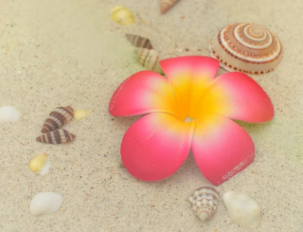 Plumeria en schelpen op witte zand — Stockfoto