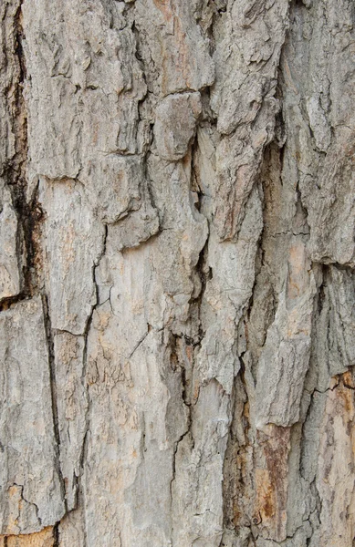 Ağaç kabuğu arka plan doku deseninin — Stok fotoğraf