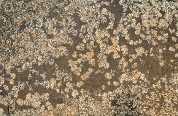 Pattern of marble surface with grey lichen — Stock Photo, Image