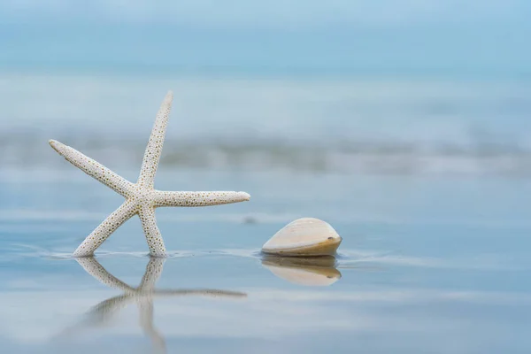 Sjöstjärnor Sandstrand Sommaren Med Havsbakgrund — Stockfoto