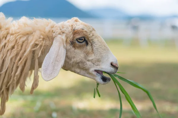 長いウールの羊農場でのクローズ アップ — ストック写真