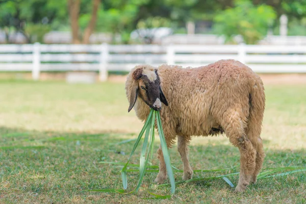 Zbliżenie Długo Wełny Owiec Farmie — Zdjęcie stockowe