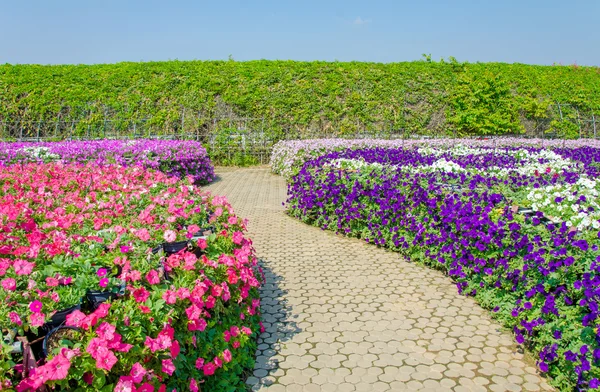 Flores coloridas de petunia en el jardín — Foto de Stock