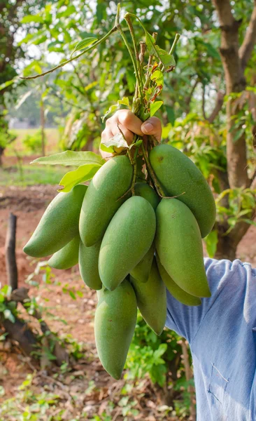 Tenga il mango verde in mano a giardino — Foto Stock