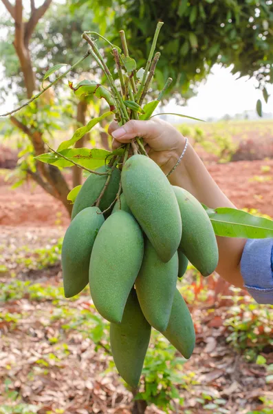 Håll grön mango i hand på garden — Stockfoto