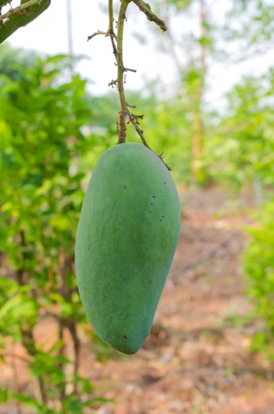 Grön mango på träd i trädgården — Stockfoto