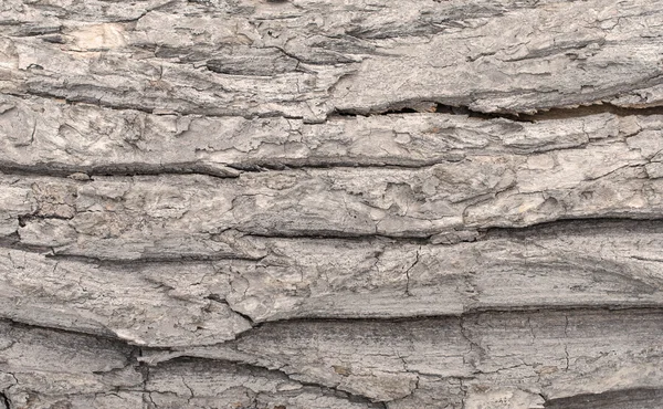 Casca da árvore padrão de textura de fundo — Fotografia de Stock