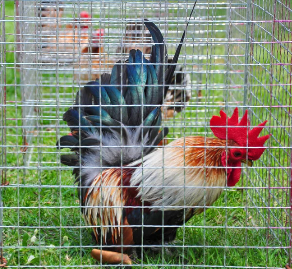 Bantams in a cage — Stock Photo, Image