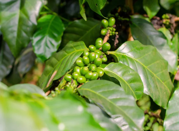 Arabica, Robusta árvore em plantação de café no laos — Fotografia de Stock