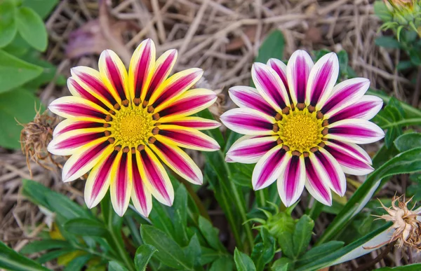 Gazania flor ensolarada — Fotografia de Stock
