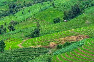 Pong Pieng Chiang Mai, Tayland 'daki köyün üzerinde yüzen sisli pirinç tarlaları