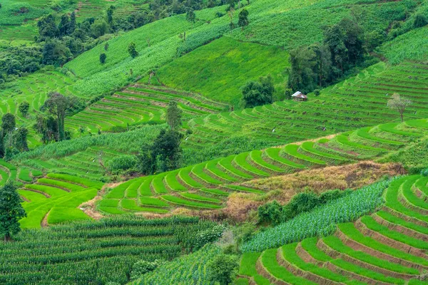 Ландшафтные Рисовые Поля Тумана Над Деревней Понг Пьенг Чианг Май — стоковое фото