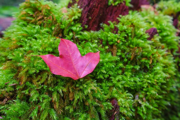 Maple Foglia Sarà Rosso Nel Parco Nazionale Phu Kradueng Nella — Foto Stock