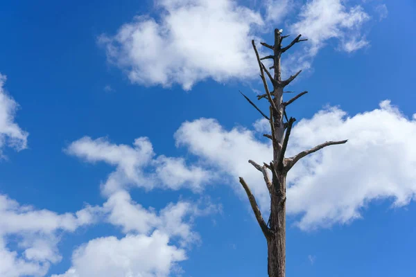 Samotne Martwe Drzewo Lub Suche Gałęzie Drzew Tle Błękitnego Nieba — Zdjęcie stockowe
