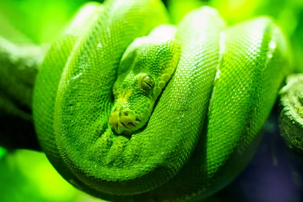 Green Snake Coiling Resting Tree Branch Large Eyed Pit Viper — Stock Photo, Image