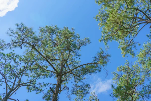松树林中的树树干底部视图 — 图库照片
