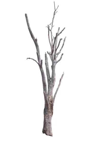 Mrtvý Strom Nebo Suché Větve Stromu Izolovat Bílém Pozadí — Stock fotografie