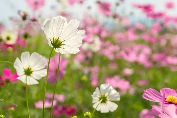 Güzel Bahçedeki Kozmos Renkli Çiçek — Stok fotoğraf