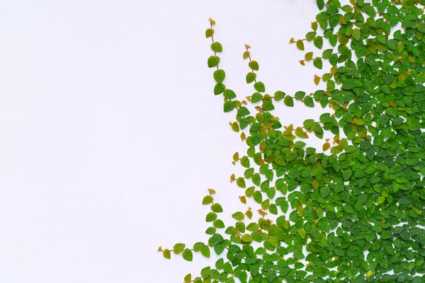 Foglie Verdi Sulla Trama Della Parete Sfondo — Foto Stock