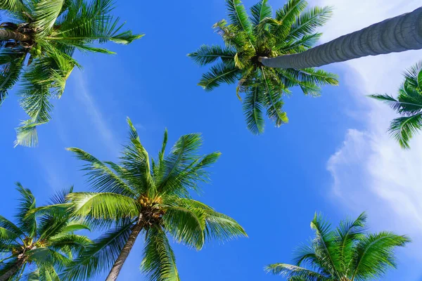 泰国热带海滨椰子树从下方和天空背景的景观 图库图片