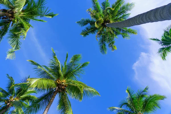 Kokosnoot Palmbomen Uitzicht Van Onderen Lucht Achtergrond Tropische Strand Thailand Stockfoto